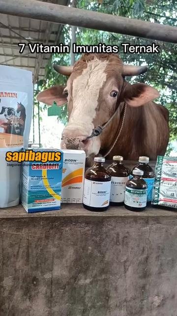 7-Vitamin-Imunitas-Ternak